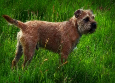 Border Terrier in piedi di lato sull’erba, con corpo e coda interamente visibili