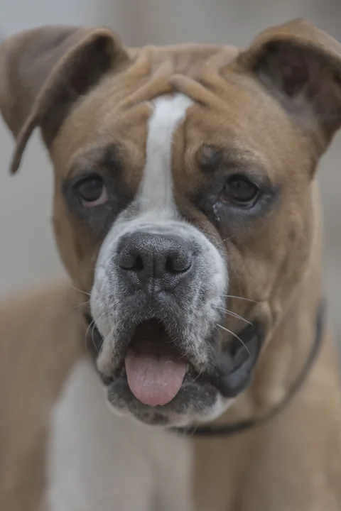 Boxer im Freien
