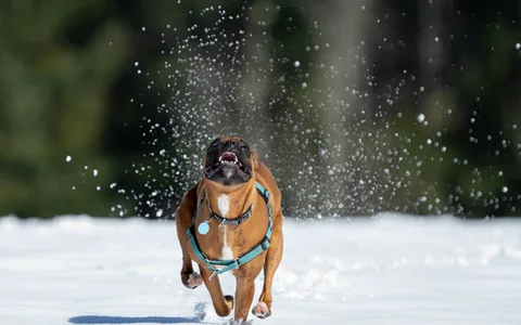 Bóxer corriendo hacia la cámara por la nieve