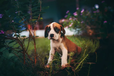 Cachorro de bóxer marrón y blanco sentado entre plantas del jardín
