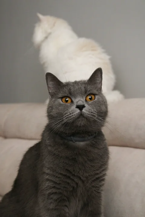 Graue Britisch Kurzhaar blickt frontal in die Kamera, im Hintergrund sitzt eine weiße Katze