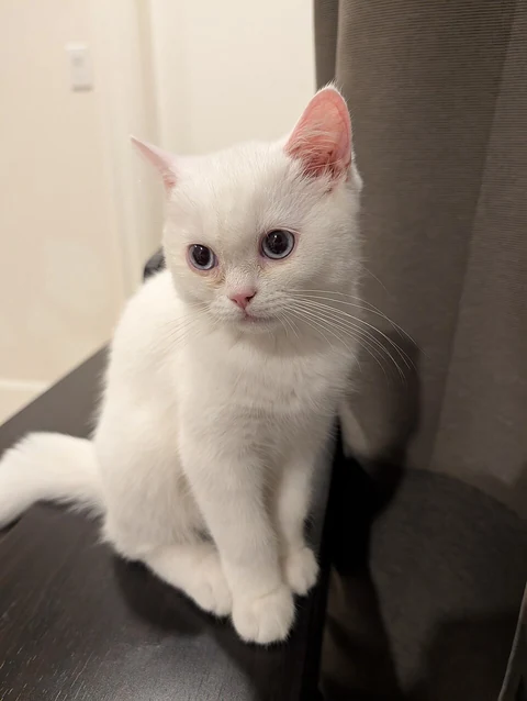 Un chaton blanc British Shorthair est assis et regarde devant lui