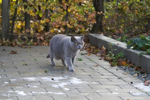 Un British Shorthair bleu marche sur un chemin pavé, vu de trois quarts