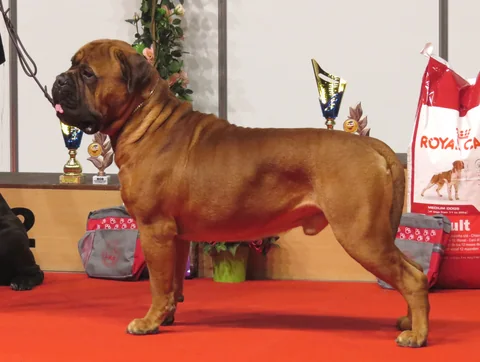 Bullmastiff im Seitenprofil bei einer Ausstellung