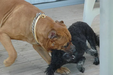 Bullmastiff che gioca con un piccolo incrocio nero tra Barboncino e Terrier