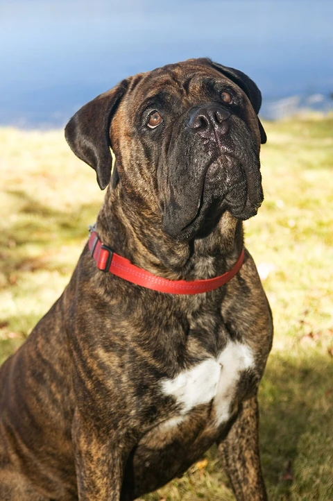 Ritratto della testa di una femmina Bullmastiff tigrata con collare rosso, davanti a un prato.