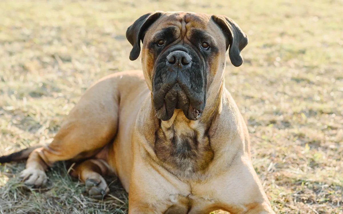 Bullmastiff fulvo con maschera nera sdraiato sull’erba e rivolto verso la fotocamera