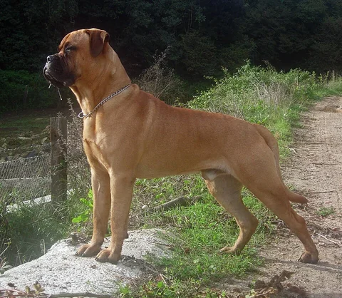 Bullmastiff adulto in piedi di lato su un terreno roccioso