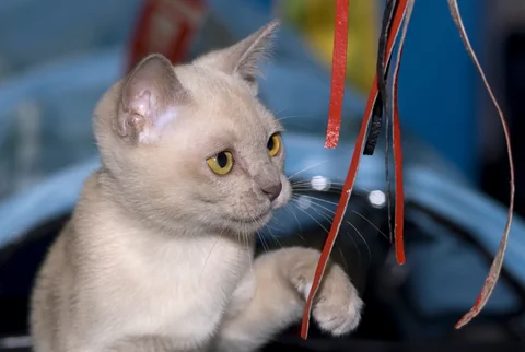 Young Burmese cat Wilma reaching for red ribbons during play