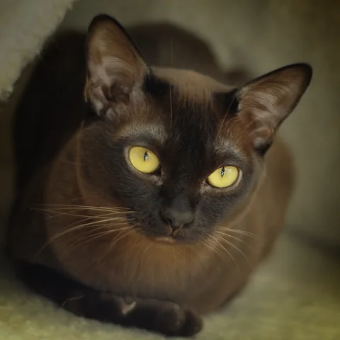 Burma-Katze im Porträt