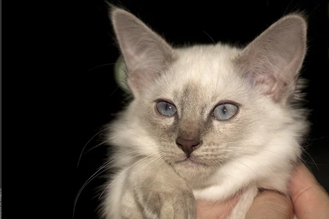 A young Balinese being held at a cat show.