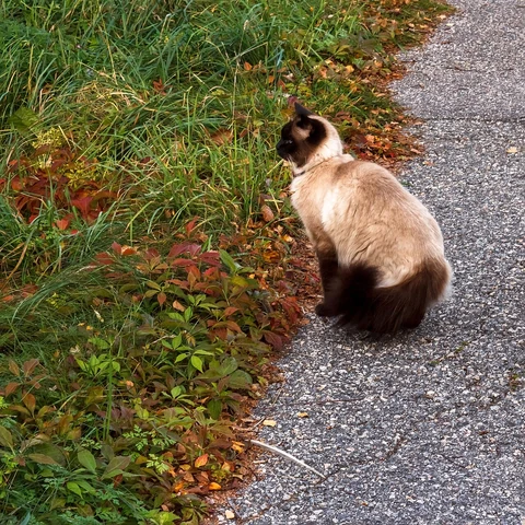 A Balinese sitting beside a path and looking into the grass.