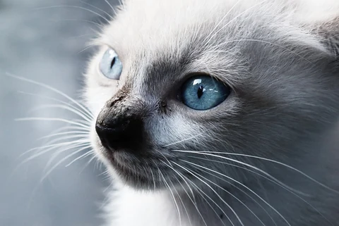 A Balinese face with blue eyes.
