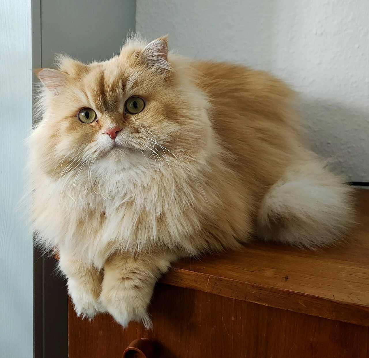 A British Longhair lying on a cabinet beside a window.