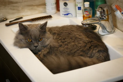 A British Longhair lying in a sink.