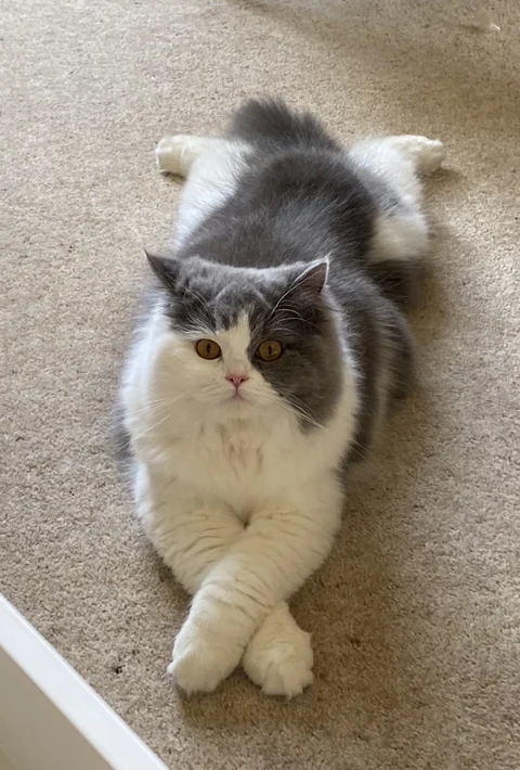 A British Longhair lying on a carpet with crossed front paws.