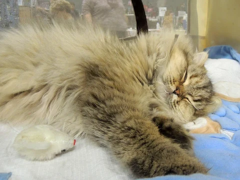A British Longhair resting in an enclosure at a cat show.