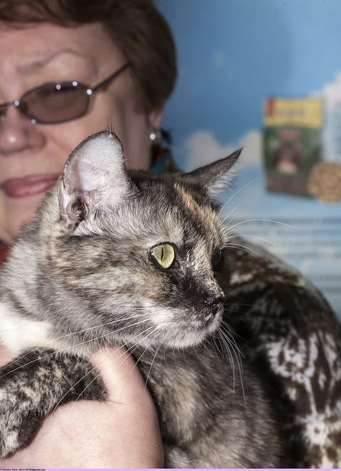 Eine Europäisch Kurzhaar mit mehrfarbigem Fell bei einer Katzenausstellung.