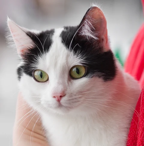 Eine schwarzweiße Europäisch Kurzhaar wird bei einer Katzenausstellung gehalten.