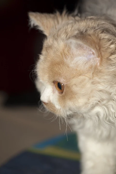 A longhaired Selkirk Rex head viewed from the side.