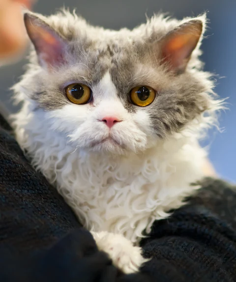 A longhaired Selkirk Rex with a curly coat being held at a cat show.