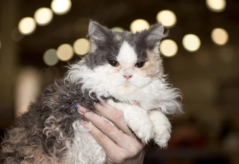 A young Selkirk Rex with a long curly coat at a cat show.