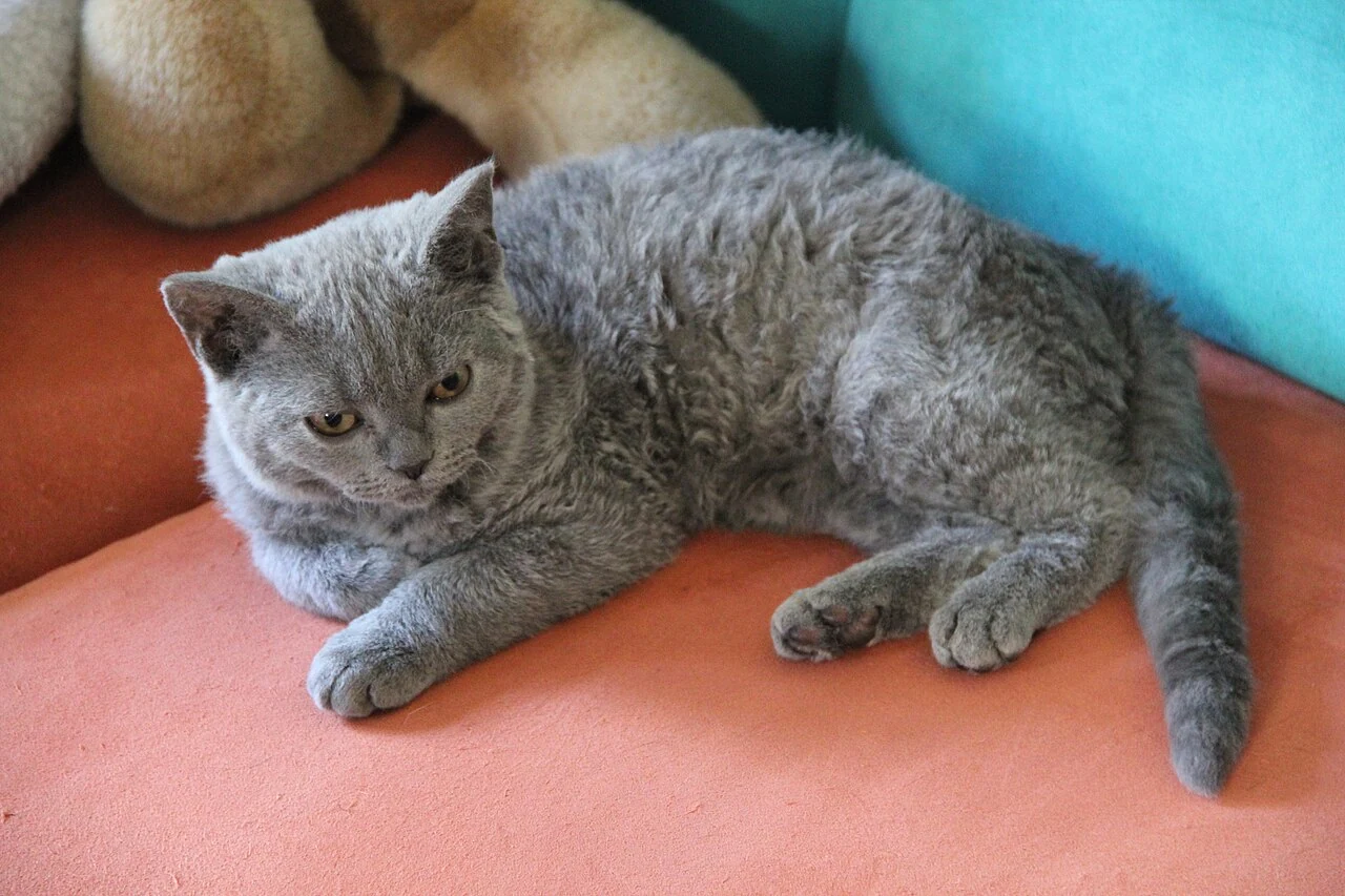 A young Selkirk Rex lying on an orange cushion.
