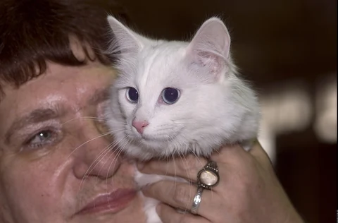 Eine junge weiße Türkisch Angora wird bei einer Katzenausstellung gehalten.