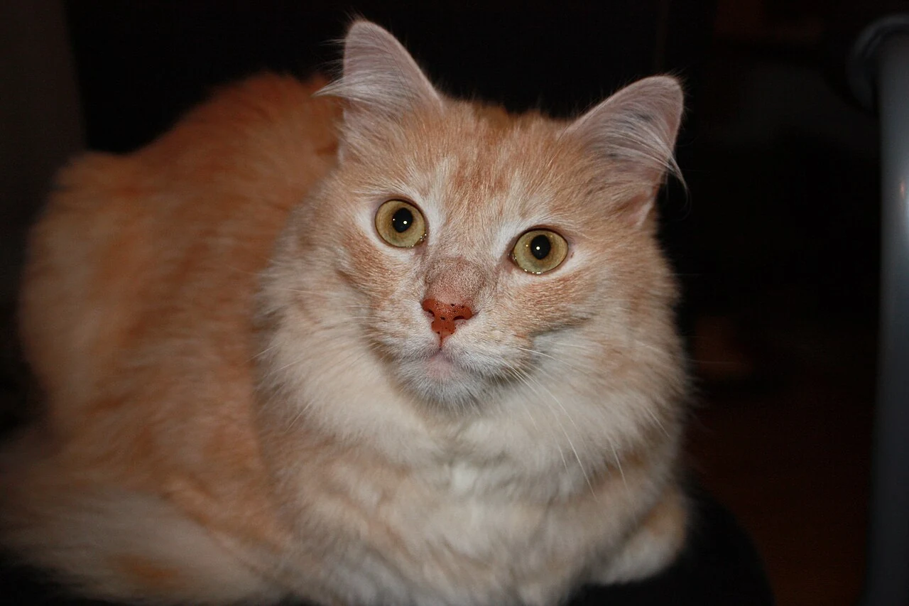 Eine rot getigerte Türkisch Angora liegt mit dem Gesicht zur Kamera.