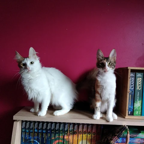 Zwei Türkisch Angora mit unterschiedlich gemustertem Fell sitzen auf einem Bücherregal.