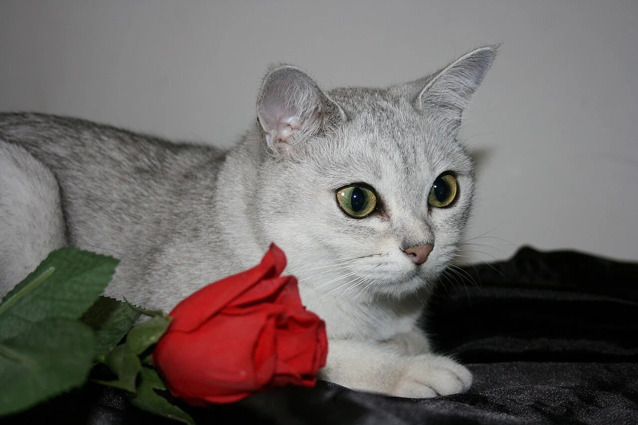A Burmilla with a silvery coat and green eyes lying beside a red rose.