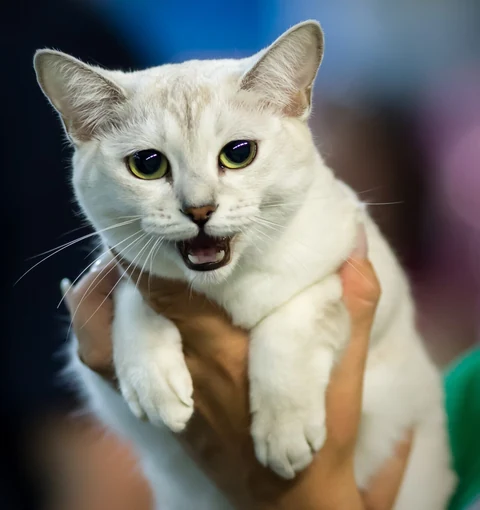 A Burmilla with her mouth open being held at a cat show.