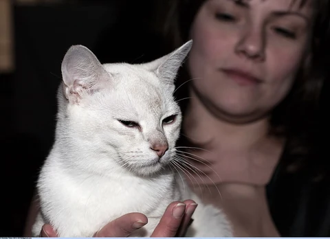 A silver-coloured Burmilla being held at a cat show.