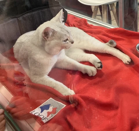 A Burmilla lying on a red blanket in an enclosure at a cat show.
