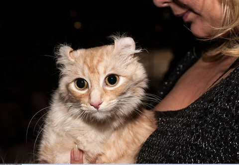 Eine langhaarige American Curl mit rötlichem Fell wird bei einer Katzenausstellung gehalten.