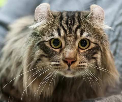 Das Gesicht einer langhaarigen American Curl mit den nach hinten gebogenen Ohren.