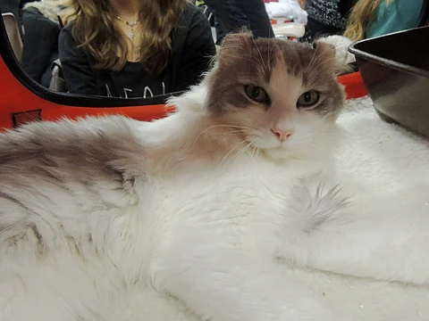 Eine junge American Curl ruht im Gehege einer Katzenausstellung.