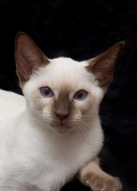 Ein Thai-Kätzchen mit blauen Augen vor dunklem Hintergrund.