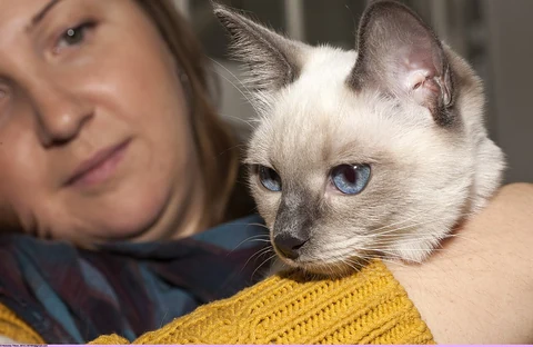 Eine junge Thai wird bei einer Katzenausstellung auf dem Arm gehalten.