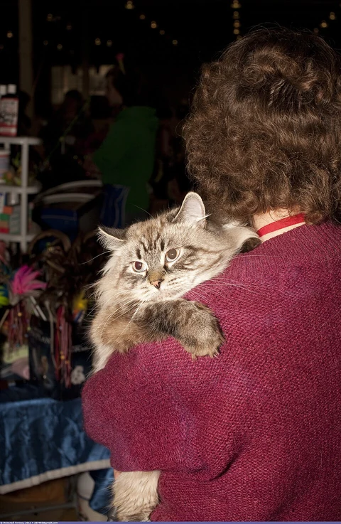 A Neva Masquerade being held over someone’s shoulder at a cat show.