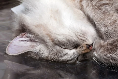 A sleeping Neva Masquerade with a dense coat, photographed close up.