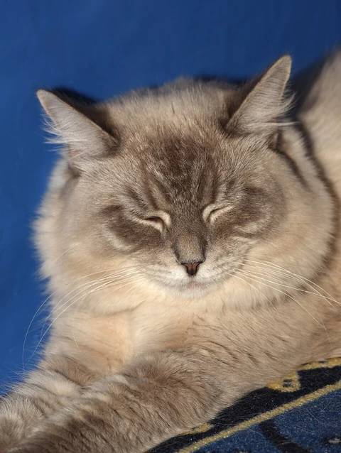 A Neva Masquerade resting with closed eyes against a blue background.