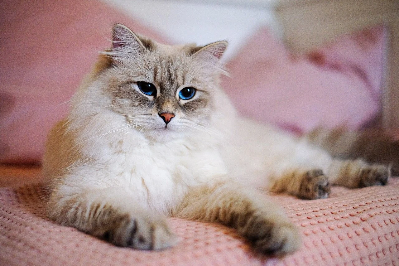 A blue-eyed Neva Masquerade lying on pink fabric.