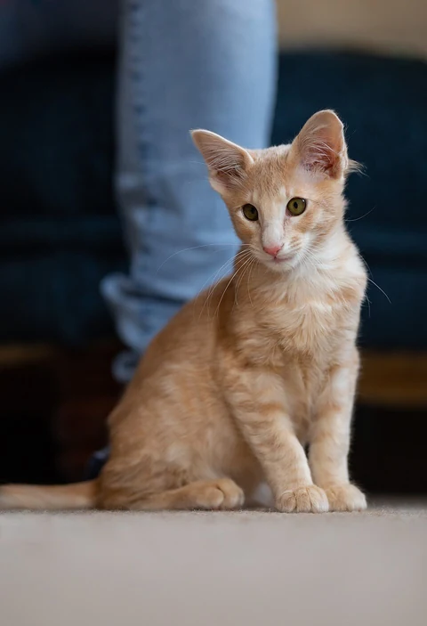 A red tabby Oriental Longhair kitten sitting on the floor.