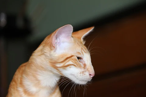 A red tabby Oriental Longhair head in side profile.