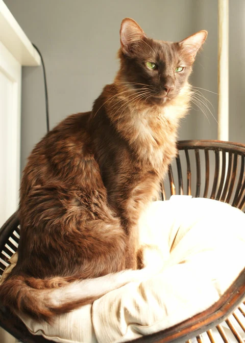 A brown Oriental Longhair sitting in sunlight on a cushioned wicker chair.