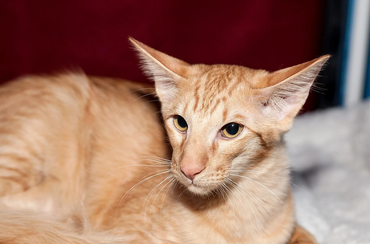 A red tabby Oriental Longhair lying on a show table.