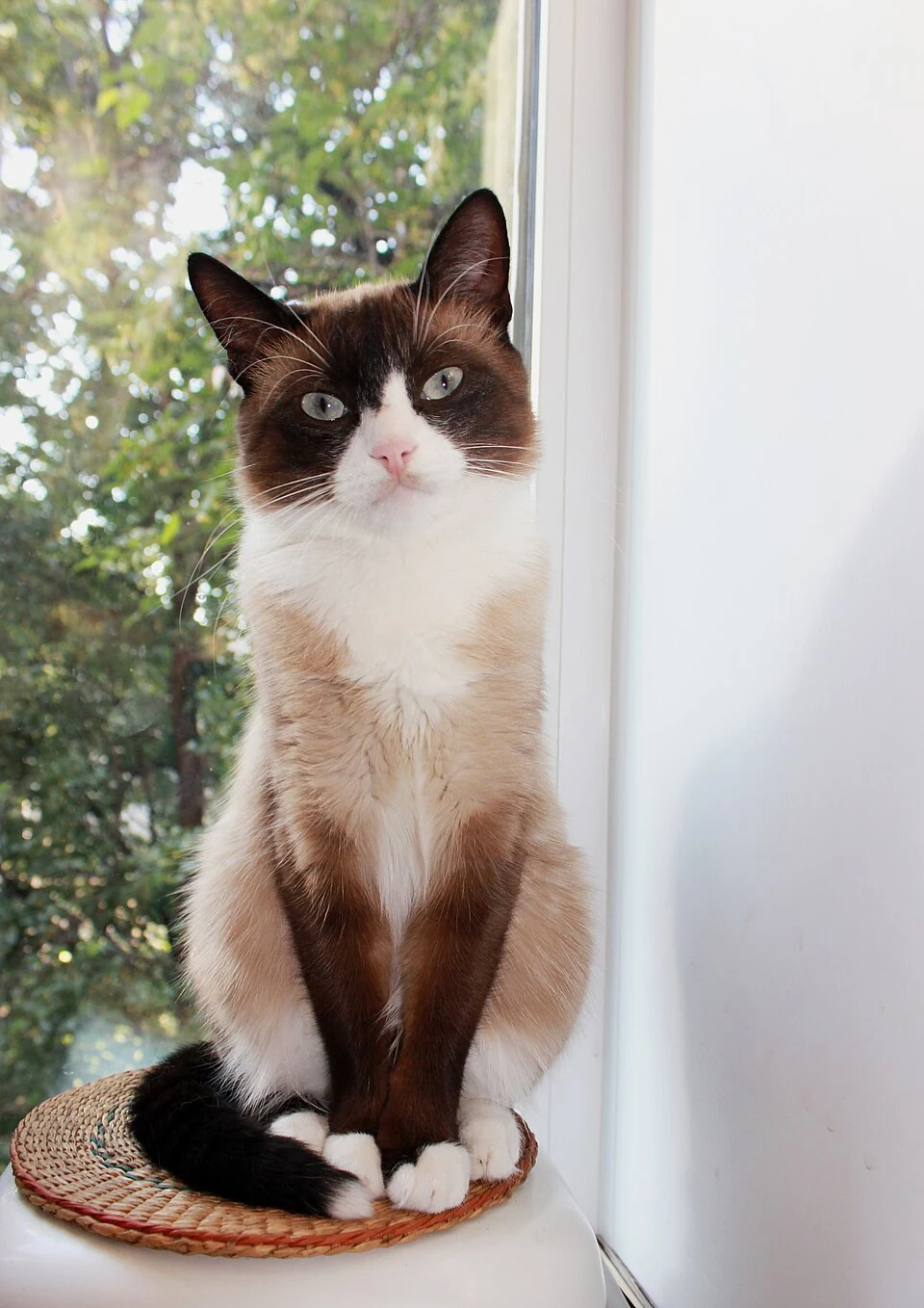 Eine Snowshoe mit weißen Pfoten sitzt auf einer Fensterbank.
