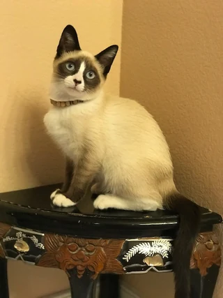 Ein Snowshoe-Kätzchen sitzt auf einem verzierten Tisch.