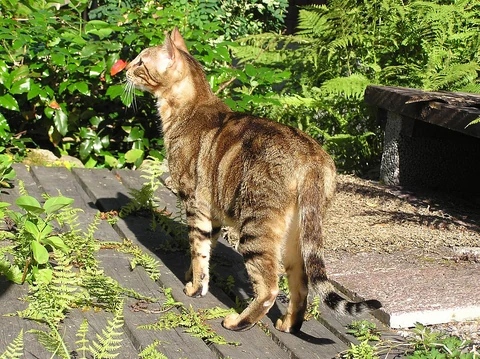 A Sokoke sitting among plants on a wooden surface in a garden.